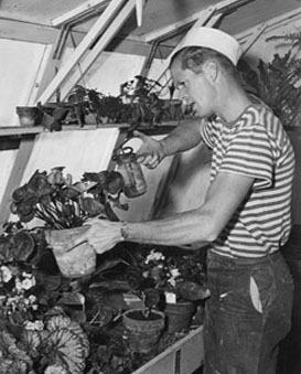 Dan Duryea Tends African Violets in His Private Greenhouse
