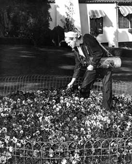 Dan Duryea Sprays Some of His Many Roses
