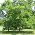 L - Locust Trees