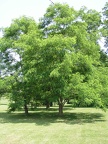 L - Locust Trees