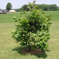 N - Nut Tree (Beech Nut)