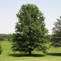 P - Pin Oak Tree