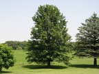 P - Pin Oak Tree