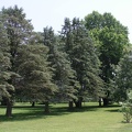 E - Evergreen Trees