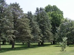 E - Evergreen Trees